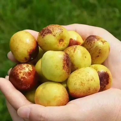 你還在買糖精泡過(guò)的冬棗嗎?挑選冬棗一定要記住這三點(diǎn)