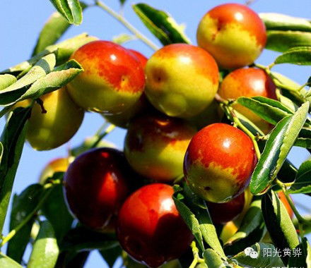 國(guó)慶節(jié)來(lái)黃驊這十幾種美食千萬(wàn)別錯(cuò)過(guò)