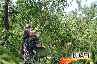 小長(zhǎng)假有好去處 2017黃驊冬棗采摘旅游活動(dòng)啟動(dòng)