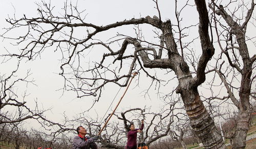 冬棗之鄉(xiāng) 春管忙