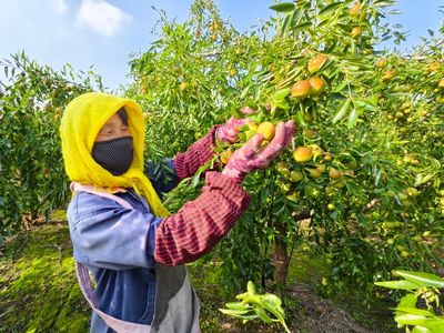 黃驊港海關(guān)助力黃驊冬棗開拓國(guó)際市場(chǎng)