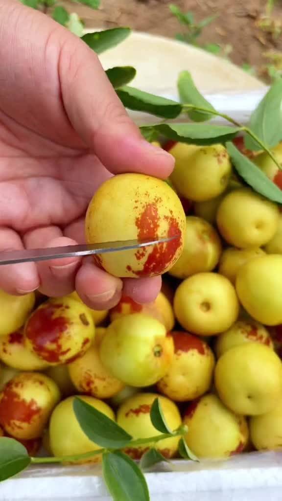 大荔與黃驊冬棗 產地直發(fā)，品質鮮甜