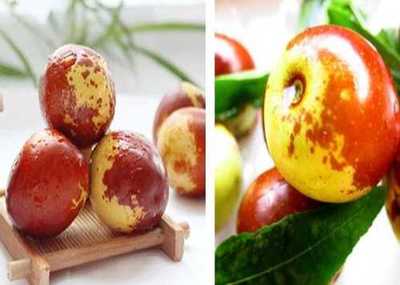 富平縣澤瑞源冬棗種植專(zhuān)業(yè)合作社與黃驊冬棗的產(chǎn)業(yè)發(fā)展探析