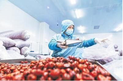 滄州黃驊冬棗 打造高品質(zhì)農(nóng)業(yè)金字招牌的甜蜜實(shí)踐