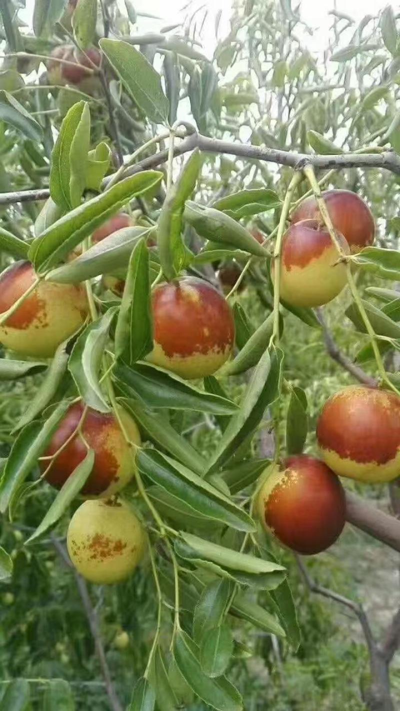 滄州黃驊冬棗 一口咬下，滿嘴的清甜與實力