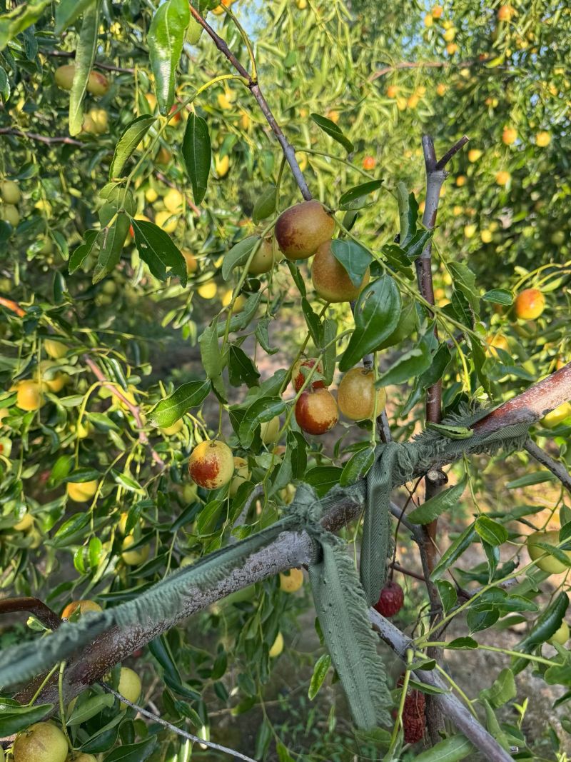 黃驊冬棗 河北滄州的“金疙瘩”，品質(zhì)與實(shí)惠的完美結合