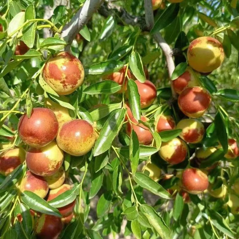河北黃驊冬棗 雨前珍品，質(zhì)優(yōu)價(jià)美，批發(fā)首選