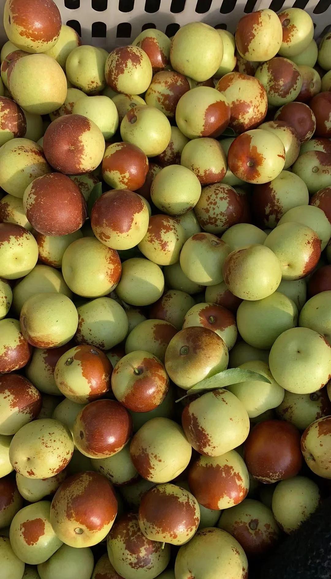 黃驊冬棗鮮到爆！舌尖速遞，領(lǐng)略冰甜脆爽的秋日珍饈